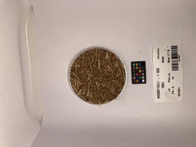 Click for 1 image(s) for this accession. SEED